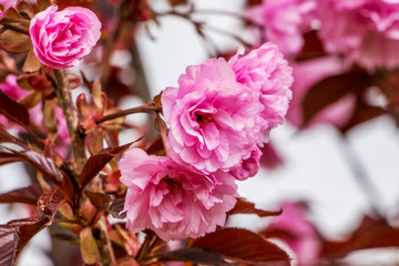 Fototapeta premium Pink flowers of sakura close up on a tree in the garden_