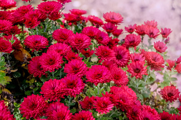 Red chrysanthemums in the garden on the flower bed_