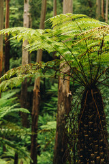 hinterland fern on the Gold Coast