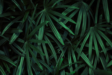 Green leaf background of bamboo palm