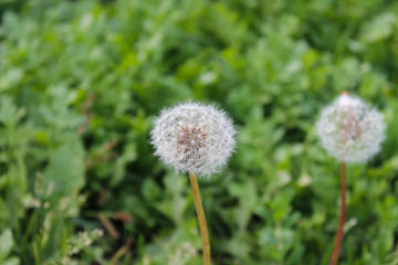 fluff of a dandelion, the July summer garden