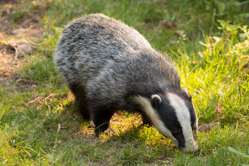 A close up of a wild badger (Meles meles).  Taken in the West Wales countryside,, Wales, UK