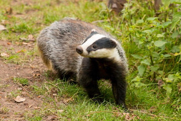 A close up of a wild badger (Meles meles).  Taken in the West Wales countryside,, Wales, UK © Helen Davies