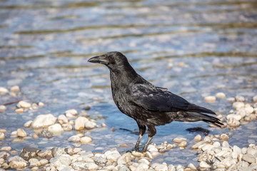 Krähe