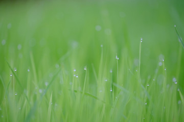 Fresh rice sprouts field with water drops, texture background