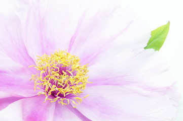 Peony (Paeonia daurica) isolated close up on the white background. blooming pink Peony, Selective focus, flat lay