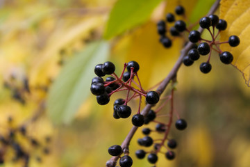 cherry berries on a branch, background
