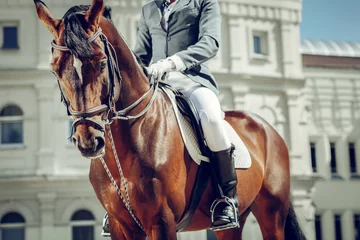 Foto op Canvas Beautiful nice horse having a rider on its back © Viacheslav Yakobchuk