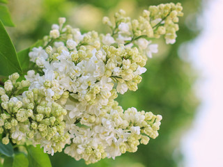 white lilac blooming in the garden