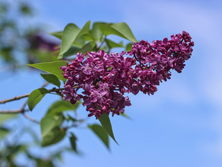 purple lilac blooming in the garden