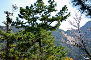 Flowering plants in front of the mountains