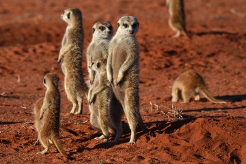 Fototapeta premium wachsame Erdmännchenfamilie (suricata suricatta) in der Kalahari in Namibia