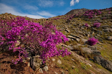 Russia. Mountain Altai. Chuyskiy tract in the period of the flowering of Maralnik (Rhododendron Ledebourii).