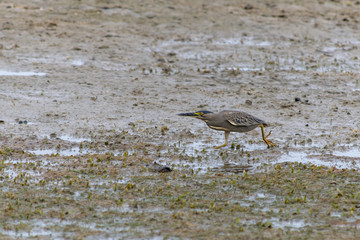 A Striated Heron (Butorides striata) (aka Mangrove or Little Heron or Green-backed Heron) hunting in the wet sand in the UAE.