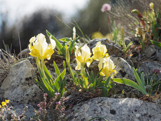 Iris des garrigues (Iris lutescens), l'iris jaunâtre ou l'iris nain sur les pentes rocheuses du...