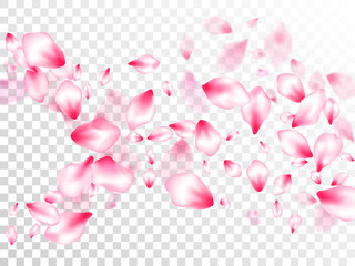 Pink cherry blossom petals isolated