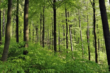 Obraz premium Las wiosną