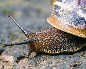Garden Snail Macro 1
