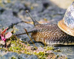 Garden Snail Macro 2