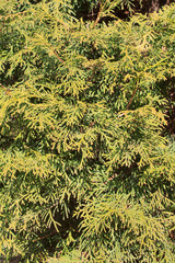 the background of foliage, moss green coniferous shrub