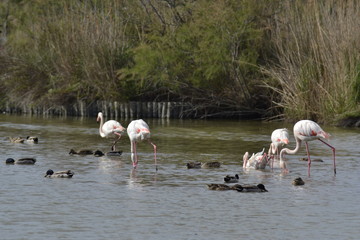 Fenicotteri rosa della Camrgue, parco ornitologico, Les Saintes Maries De La Mer, Provence, Sud France