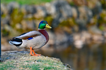 a lonly mallard standing near water in Filipstad