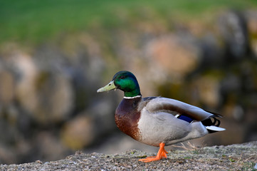 a lonly mallard standing near water in Filipstad