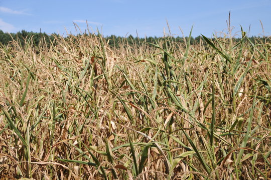 feld in sommerhitze trockenheiut