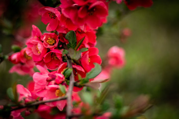 Beautiful branch of spring pink flowers in garden 