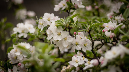 Beautiful branch of spring flowers of apple tree in garden 