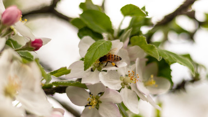 Beautiful branch of spring flowers of apple tree in garden 