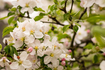 Beautiful branch of spring flowers of apple tree in garden 
