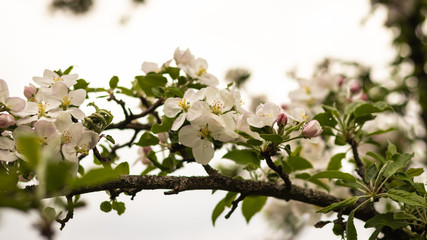 Beautiful branch of spring flowers of apple tree in garden 