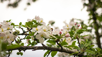 Beautiful branch of spring flowers of apple tree in garden 