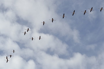 Fenicotteri rosa della Camargue in volo, parco ornitologico, Les Saintes Maries De La Mer, Provence, Sud France
