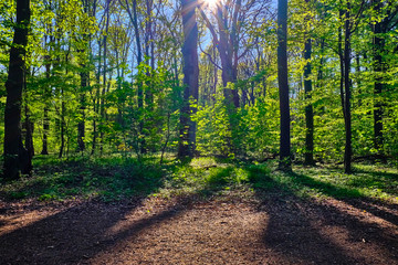 Bäume im lichten Wald die Sonne scheint und lässt die Bäume ihre Schatten auf dem Waldweg im Vordergrund fallen.