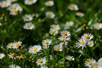 Fototapeta premium large field of daisies. Flowers background in the spring