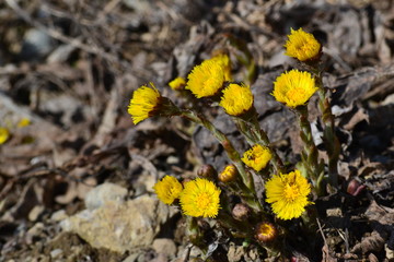 coltsfoot in early spring