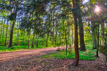 Waldweg mit einem Nadelbaum im Vordergrund. Die Sonne scheint durch die Bäume hindurch und lässt das grün der Blätter strahlen. 