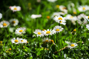 large field of daisies. Flowers background in the spring