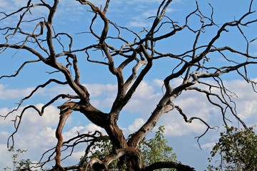 Craggy Tree