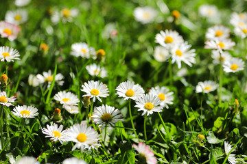 large field of daisies. Flowers background in the spring