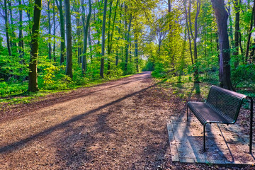 Fototapeta premium Eine Sitzbank auf dem Wanderweg im lichten Wald, Der Himmel ist Blau die Blätter leuchten grün, die Bäume werfen ihre langen Schatten auf den Weg.