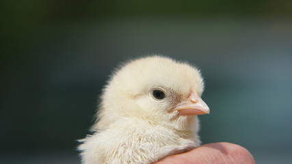 little baby chick