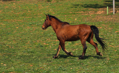 Wild brown horse run in a field
