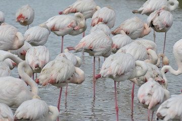 Fenicotteri rosa della Camargue, parco ornitologico, Les Saintes Maries De La Mer, Provence, Syud France