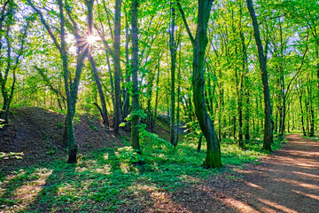 Ein Waldweg im Kölner Wald. Die Sonne scheint oben Links durch die Baumkronen und die Bäume werfen ihre Schatten auf den Waldweg