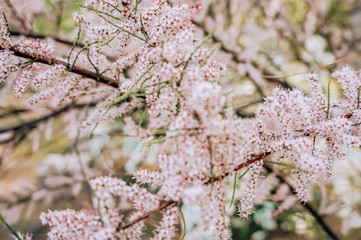 pink blossom