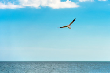 Fototapeta na wymiar Seagull flying over sea water against a blue sky