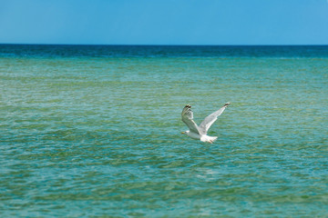 Fototapeta na wymiar The seagull flies over the sea water in search of prey.